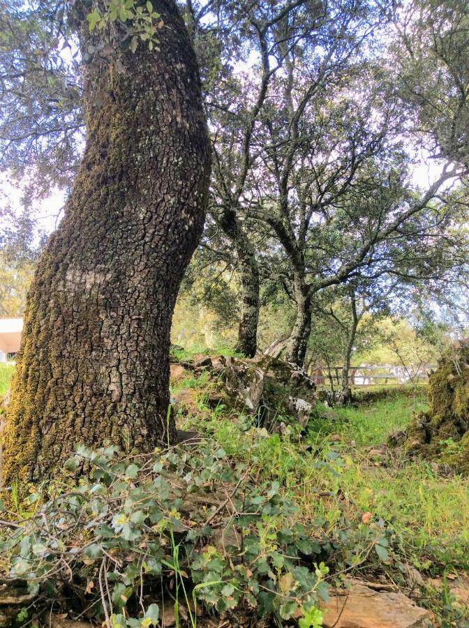 Casa Mandarina Aracena Villa Dış mekan fotoğraf